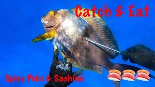 Hawaii Spearfishing 2020 Catch and EAT!!! Oceanic Pualu Sashimi & Spicy POKE!!!