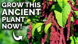 Amaranth: The Prehistoric Crop You Can Still Grow 