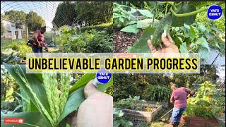Getting The Garden  BACK TOGETHER- Building a Homestead | Garden Clean Up