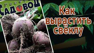 Как вырастить свёклу?