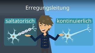 Erregungsleitung im Axon - Saltatorisch und kontinuierlich