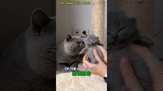 British Shorthair Cats: Five Facts You Didn't Know.#cat #catlover #catvideos #cute #catshorts