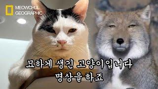 어딘가 조금씩 이상한 고양이 모음집 ㅋㅋㅋㅋㅋㅋ