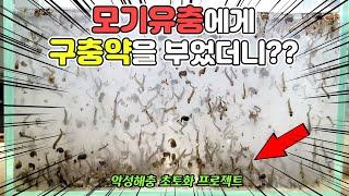 [모기지옥2] 장구벌레1000마리에게 강아지 구충제를 부었더니...대박반전 영상 끝까지 보세요