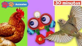 Mis Amigos Animales con Robi | Aprender animales | Educación para bebés | Mi Primera Universidad