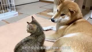 作妖的柴犬，晚上不睡觉缠着猫咪，喵星人特无奈