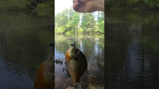 Fishing for BIG Bluegill BREAM