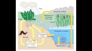 Module-1: Biogeochmical cycles-Phosphorous Cycle -5 Sem B.Sc Microbiology-Environmental Microbiology