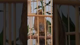 Mi mái thuần gần hoàn thiện lông #vanhkhuyen2012