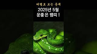 2025년 5월 신사월 운 좋은 뱀띠 운세! 띠별 운세! 대박나는 뱀띠 운세!  #띠별운세