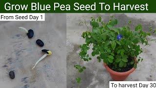 How to grow Blue pea/Butterfly pea flower from seed [ with update ]