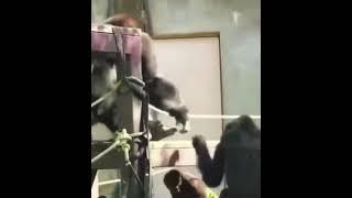 HaHaDavis - Gorilla Business 