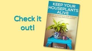 Keep Your Houseplants Alive, Our 2nd Book