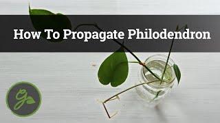 How To Propagate Philodendron