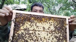 Kiểm tra định kỳ trại ong tại dãy núi trường sơn - đời sống nhà nông - đt 0339186706