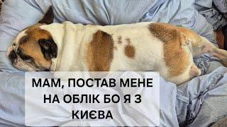 УВАГА ВСІ ХТО МАЄ ПЕСИКІВ ТА КОТІВ КИЇВ! ВІД СЬОГОДНІ МАЮТЬ СТАТИ НА ОБЛІК ЧЕРЕЗ ЦНАП. ЗАПИС РОЗМОВИ