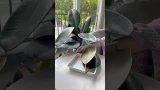 Easy way to propagate Rubber plant #plants #houseplants #propagation #rubberplant #ficus