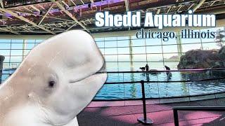 Exploring the Shedd Aquarium: A Must-Visit in Chicago Illinois