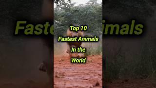 Fastest Animals...... #edit #top #top10 #shorts #trending #trend #2025 #tiktok #world #video