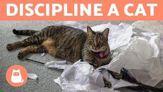 How to DISCIPLINE a CAT PROPERLY  (Cat Education)