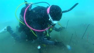 Why is Lake Tahoe remarkably clear? Biological Interactions