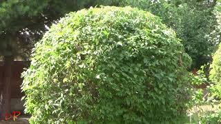 Как я стригу жасмин садовый (чубушник)?  How I Prune My Mock Oranges? #MockOrange #Pruning