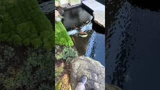 MODERN JAPANESE KOI POND