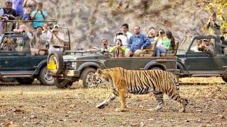 Tiger Safari | Ranthambore National Park | Rajasthan day 3