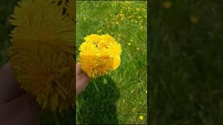 Весна на Южном Урале. Май 2025г. #врек #весна #лес #природа #звукиприроды #пениептиц