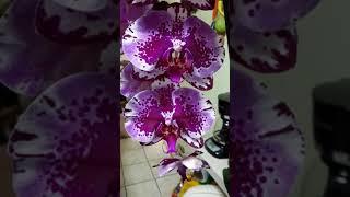 Beautiful phalaenopsis Queen.