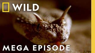 Dead by Dawn: The World of Killer Creatures MEGA EPISODE | S1 COMPILATION | Nat Geo Wild