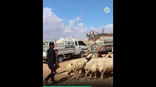 حل عملي لإسكان مربي الأغنام من أهلنا المهجرين.. تعرف عليه!