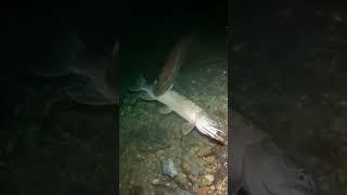 Predator pike eats smaller pike #lifehacks #fishing