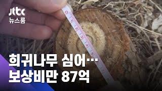 [단독] 광명·시흥 땅에 희귀나무 심어…보상비만 87억 / JTBC 뉴스룸