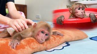 Bibi was bathed and given special care by Mom but still missed the baby monkey very much!