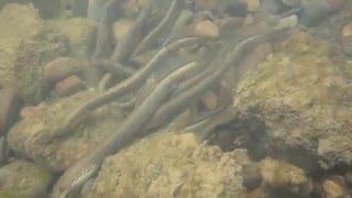 Tarło minoga strumieniowego / Brook lamprey spawning