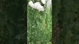 California Tree Poppy white with yellow center Romneya coulteri Matilija pronounced ( mə-TIL-i-hah)