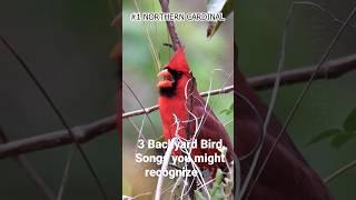 3 Backyard Bird Songs You Might Recognize