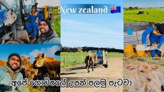 It's Just the beginning#calving #travel farmer || අලුත් ගොවිපලේ පැටව් දාන කාලය ඇවිත්