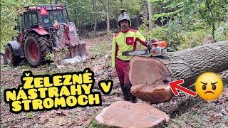 Logging of oaks and iron traps overgrown in trees , Stihl 462, Amles, Zetor, Forestwork