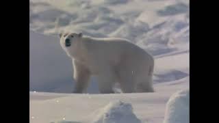 National Geographic Special, Polar Bear Alert (1982)