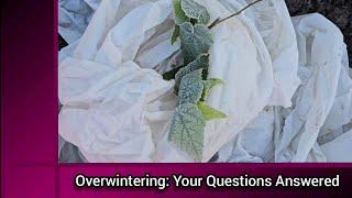 Overwintering: Your Questions Answered