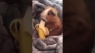 HAMSTER EATING BANANA #shorts