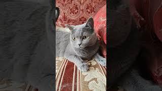 Мур мяу #котики #кошка #животные #шортс #ютуб #шортс #cats #youtube #shorts #mrr #мяу
