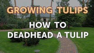 How to Deadhead a Tulip