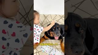 一到放假就是坨叔的带娃日 #罗威纳护卫犬 #罗威纳 #rottweiler #pets #老友狗狗 #funny #萌宠 #寵物友善日常  #一坨 #animals #向威和一坨 #trending