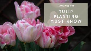 12 Things I Wish I Knew Before Planting My Tulips  Get Them To Bloom Again & Best Time to Plant