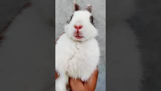 Hello Mera Naam Hai Bunny Bunny | Imposter - Cute Rabbit #Shorts