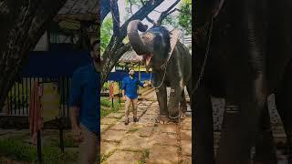     #aanathavalam #foodblogger #travelblogger #elephant