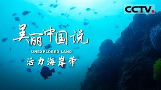 【ENG】《美丽中国说》UNEXPLORED LAND EP11 白鹭、滨螺、招潮蟹、黄猄蚁...... 揭秘这些红树林里“上班族”的日常【CCTV纪录】